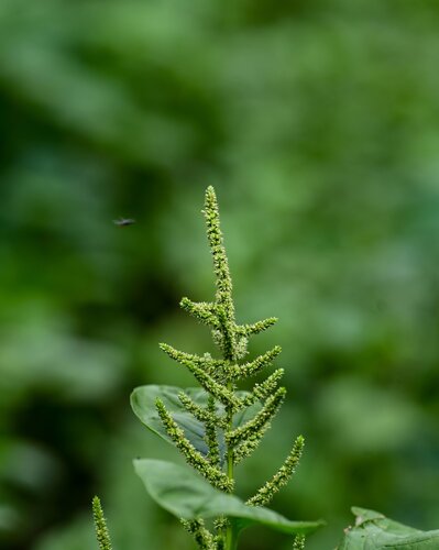 Amaranth