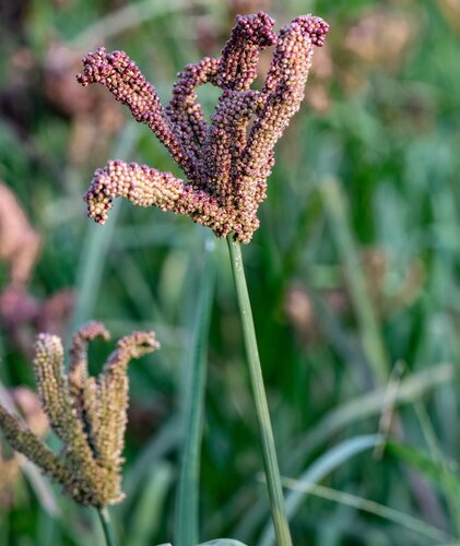 Finger millet