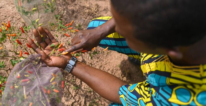 The Africa Report: Safeguarding Africa’s Diverse Food Crop Seed Collections Against Climate Threats