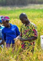 Field workers harvest samples of African rice for research and conservation