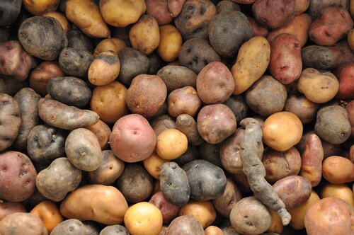 Irish Aid Pledges Euro 3 Million on World Food Day
