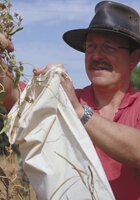 M. van Slageren collecting Ipomoea eriocarpa