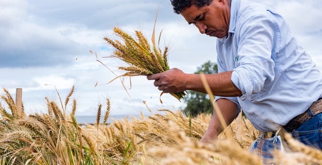 Ancient Wild Relatives Hold Key to Climate-Proofing Global Wheat Supply