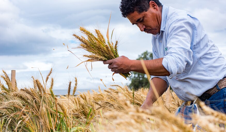 Ancient Wild Relatives Hold Key to Climate-Proofing Global Wheat Supply