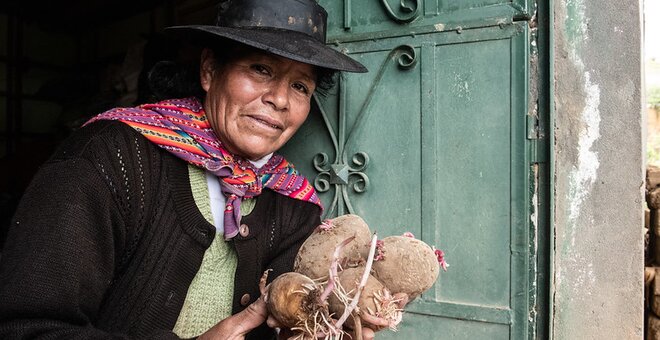 New Potato Variety Offers a Lifeline to Farmers Battling Blight