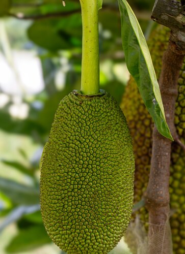 Jackfruit