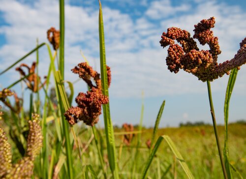 Finger millet