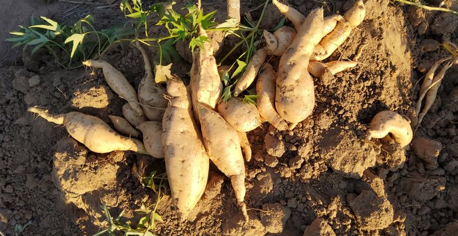 Saving Sweetpotato Diversity: How Technology is Boosting Food Security in Drought-Affected Africa