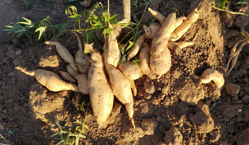 Saving Sweetpotato Diversity: How Technology is Boosting Food Security in Drought-Affected Africa