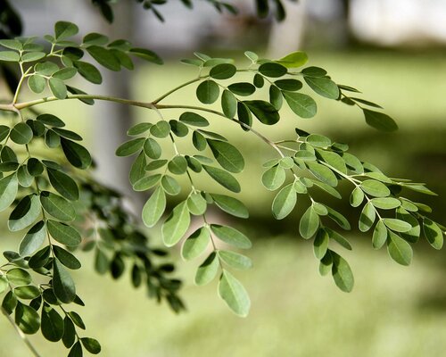 Moringa