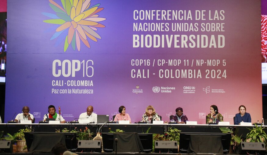 COP16 Recap: New Fund, Indigenous Rights and Colombia’s Treaty Step