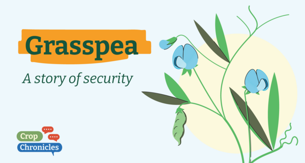 Grasspea: A Story of Security