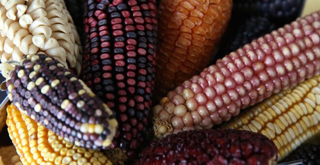 Maize diversity. (Photo: Luis Salazar/Crop Trust)