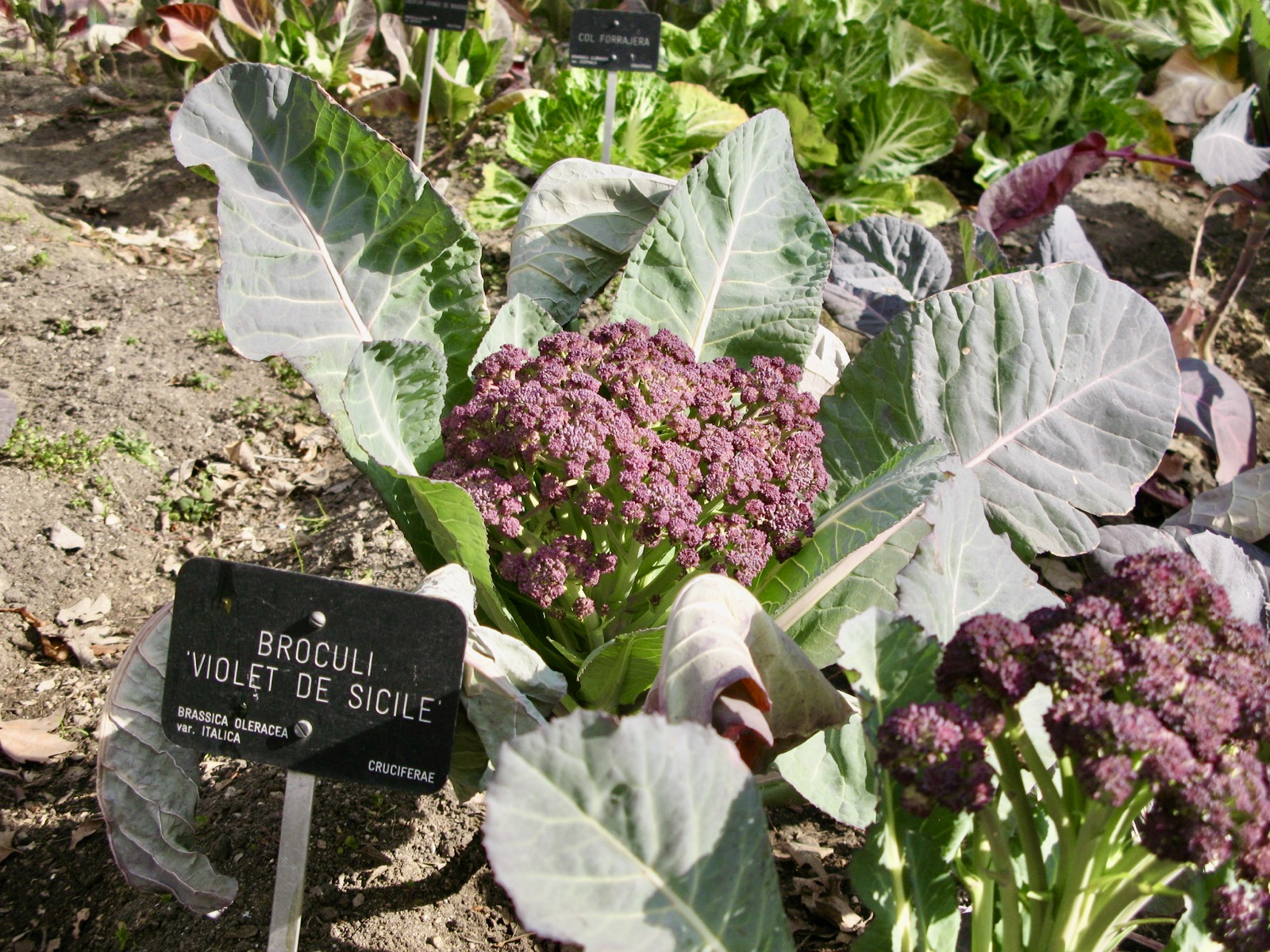 Brassica vegetables