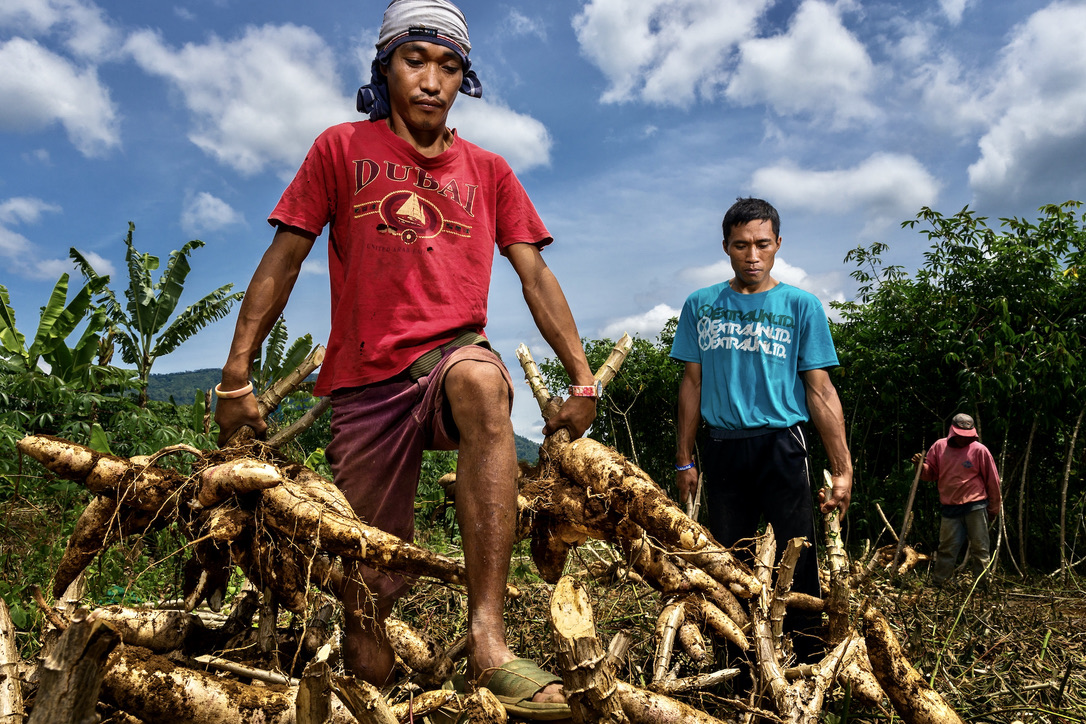 Andean roots and tubers