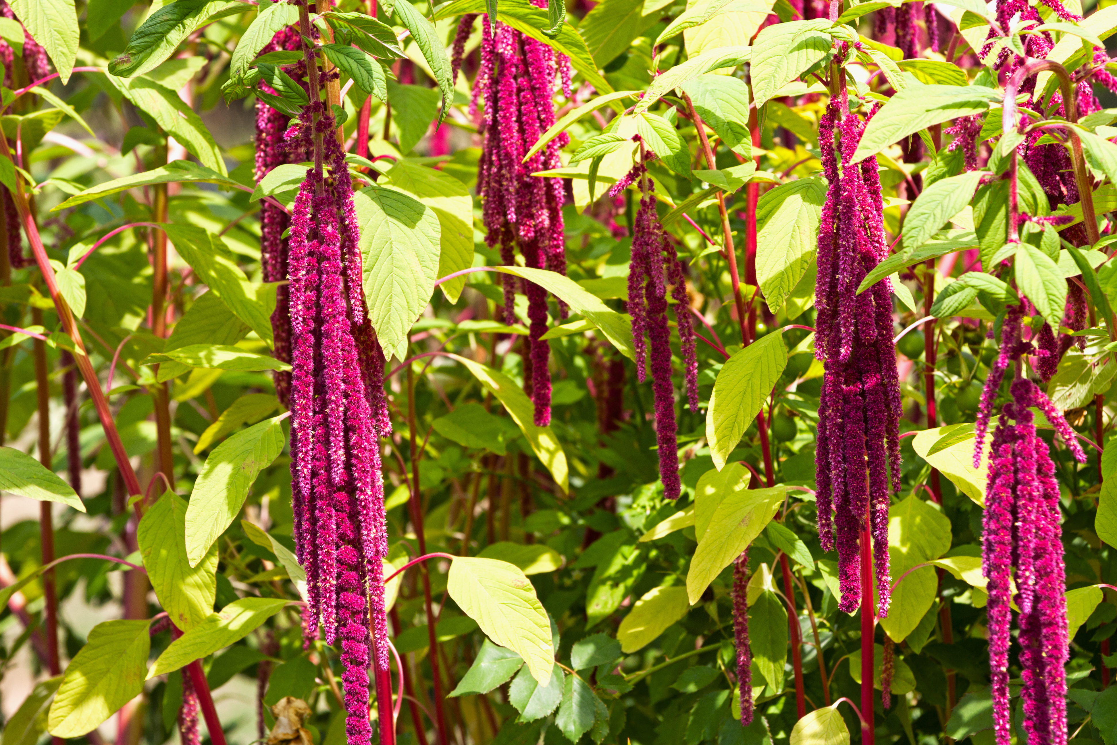 Amaranth