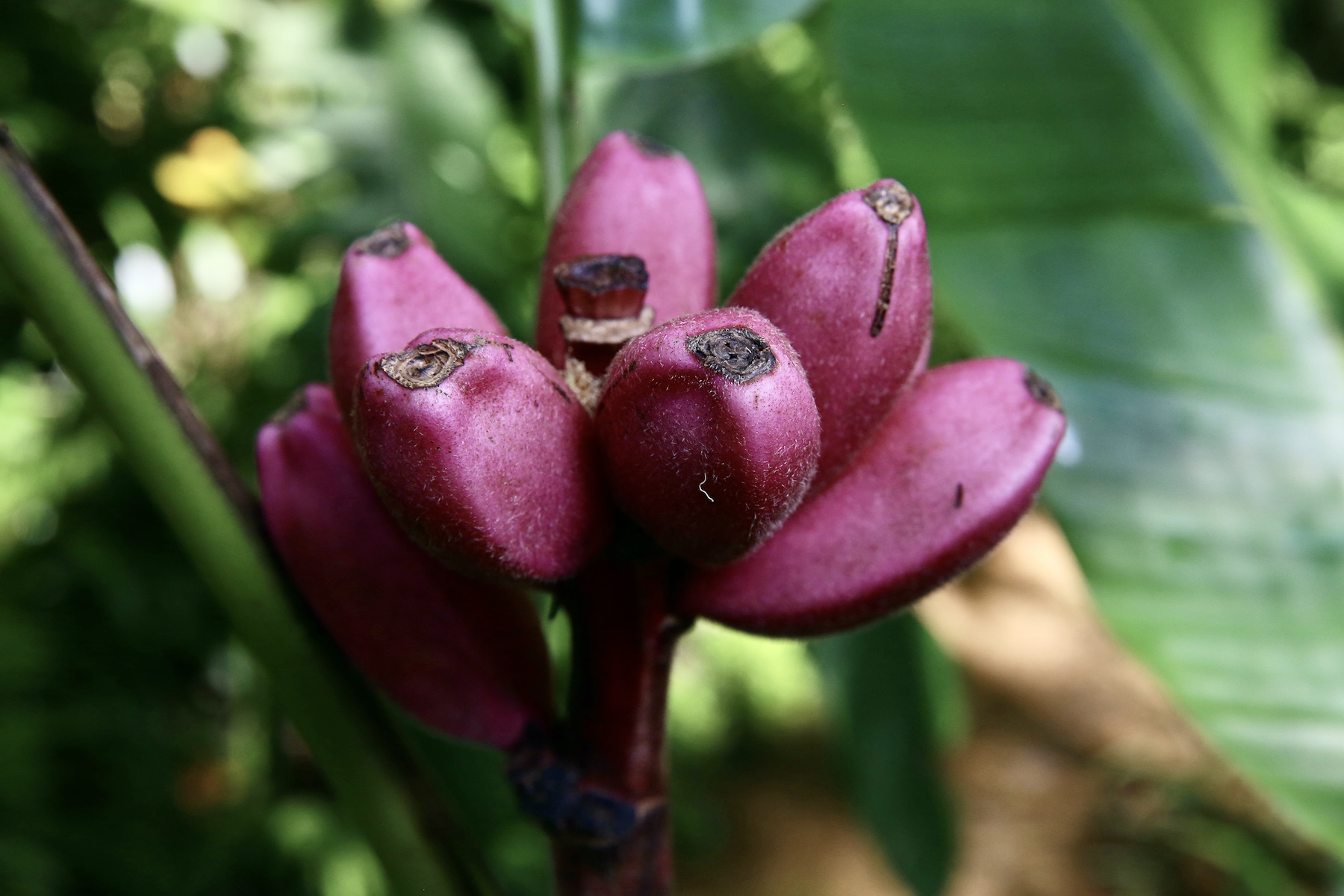 Banana / Plantain