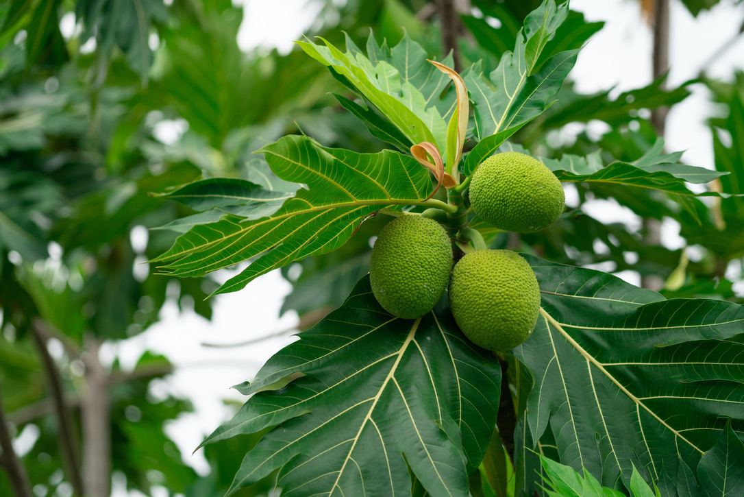 Breadfruit