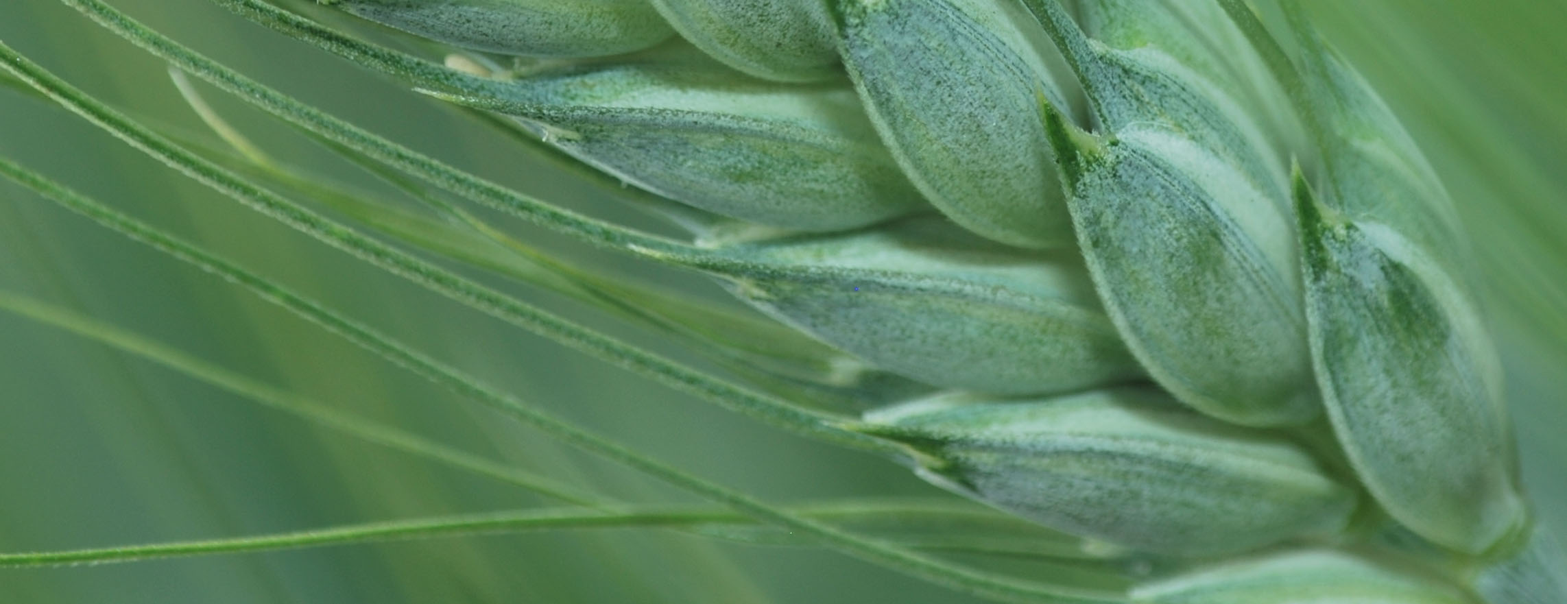 Durum wheat spike