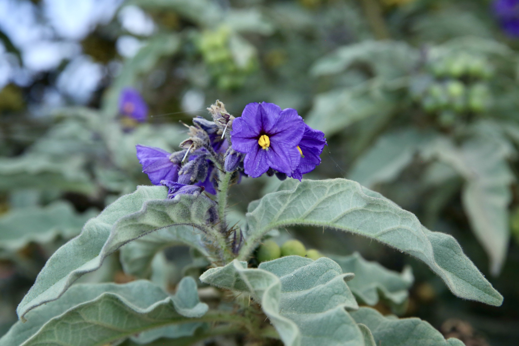 Eggplant