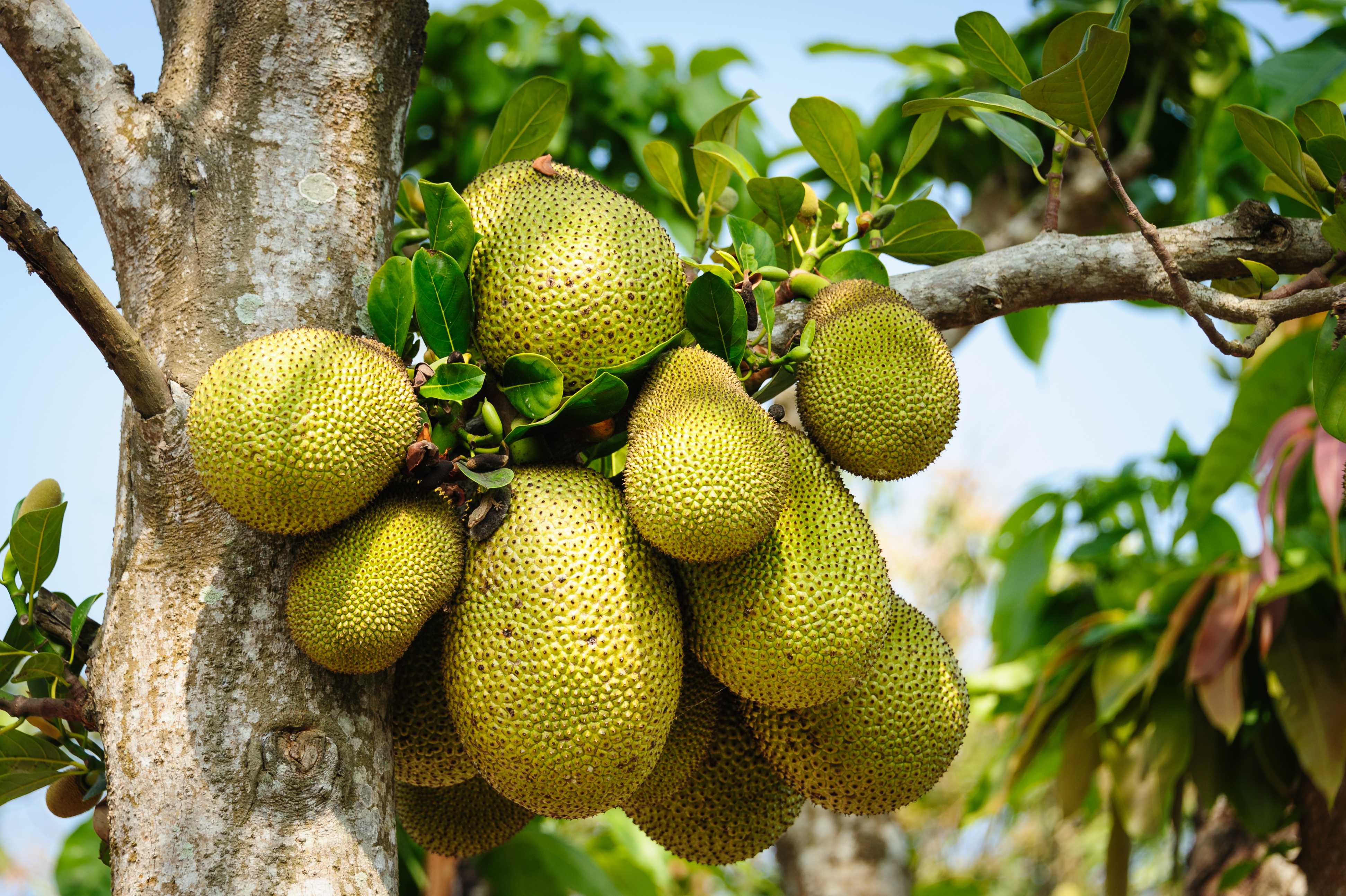 Jackfruit