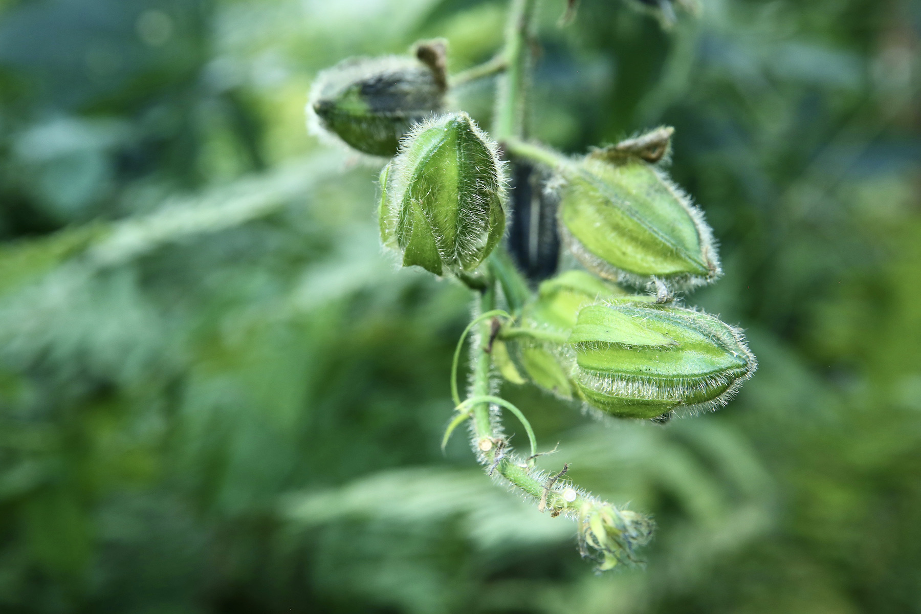 Okra