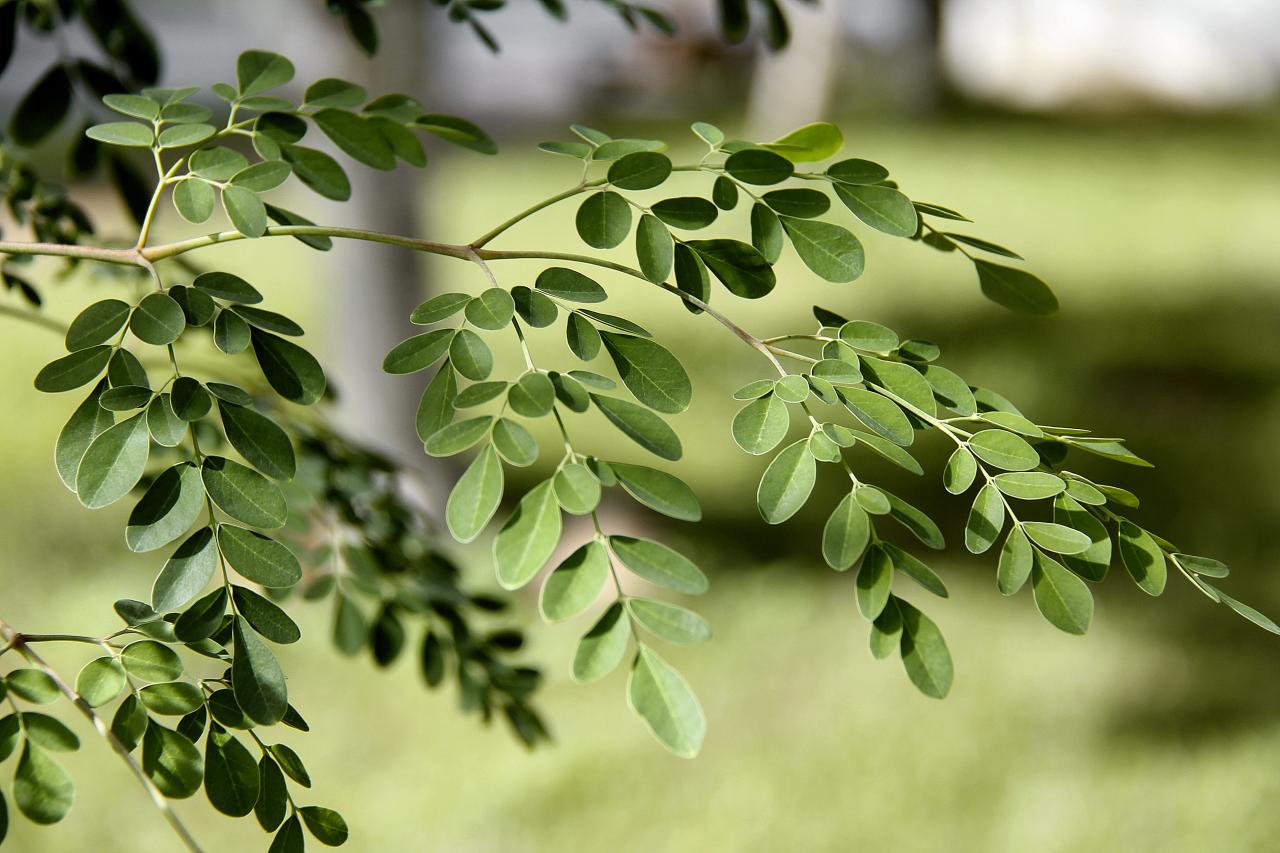 Moringa