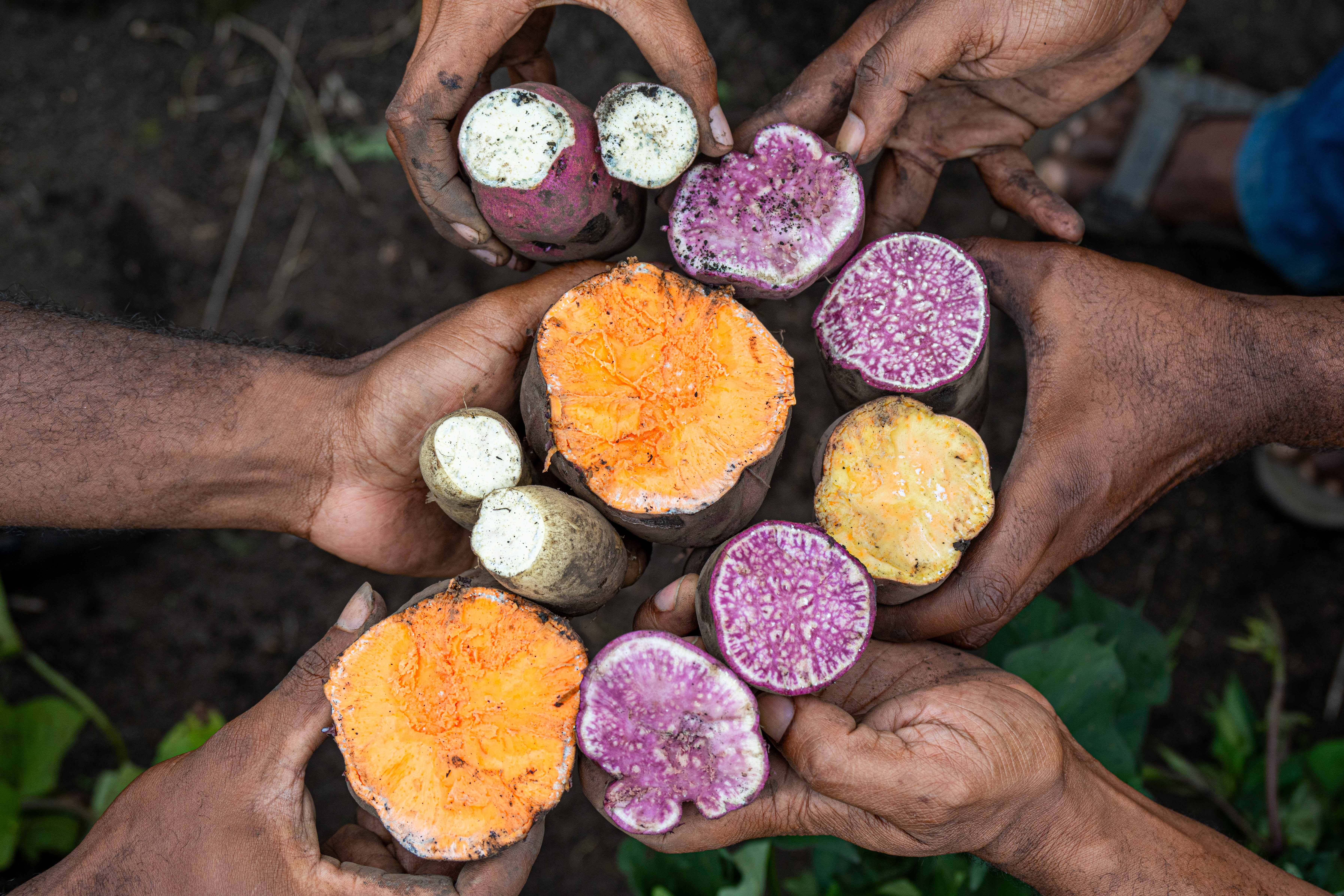 Sweetpotato