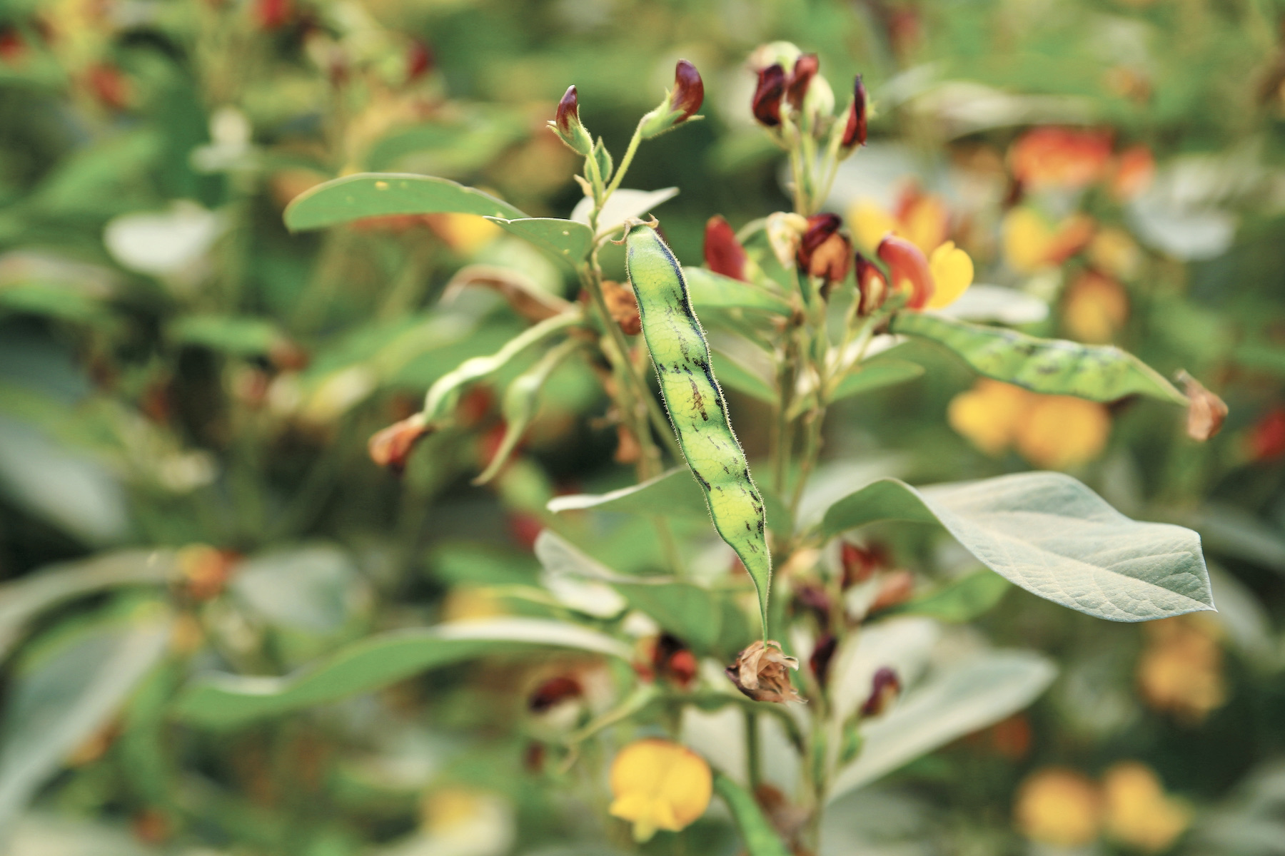 Pigeon Pea