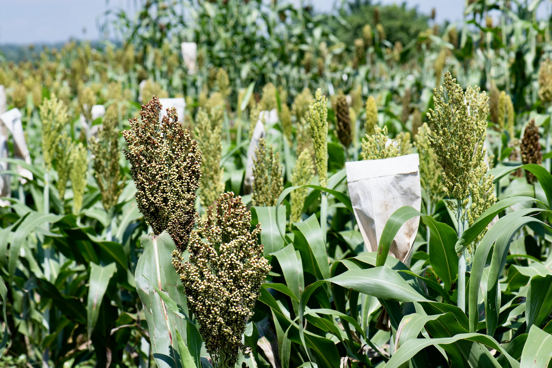 Sorghum