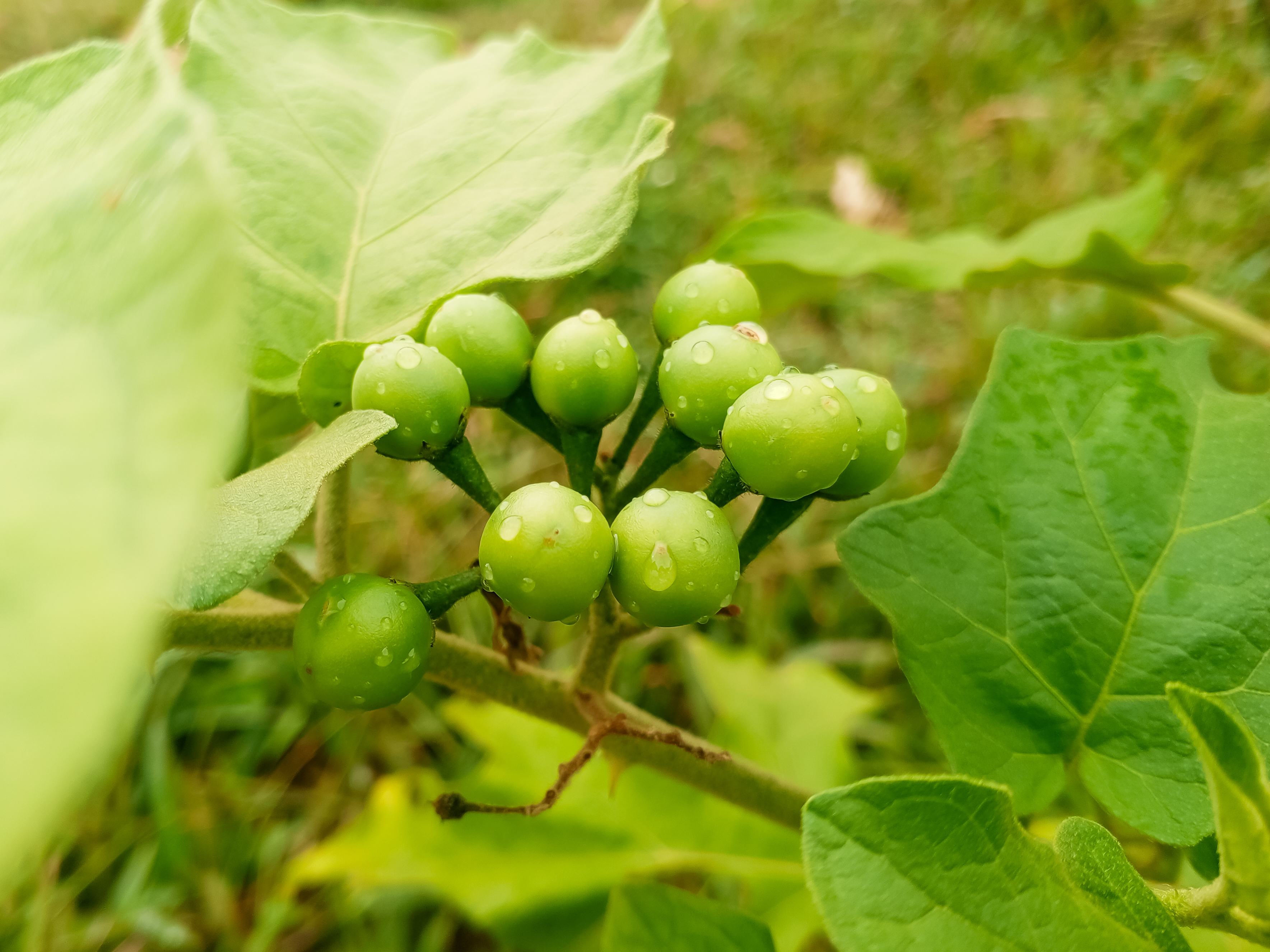 Turkey berry