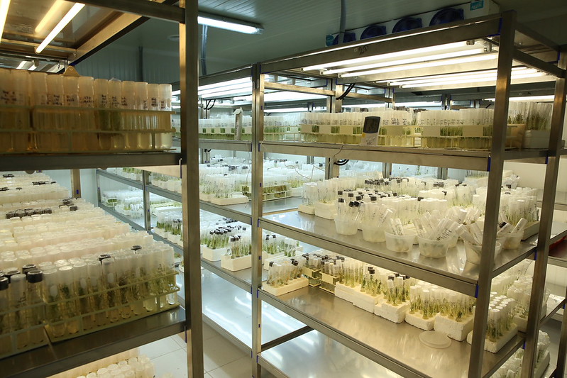 Genebank management relevant to pre-breeding
