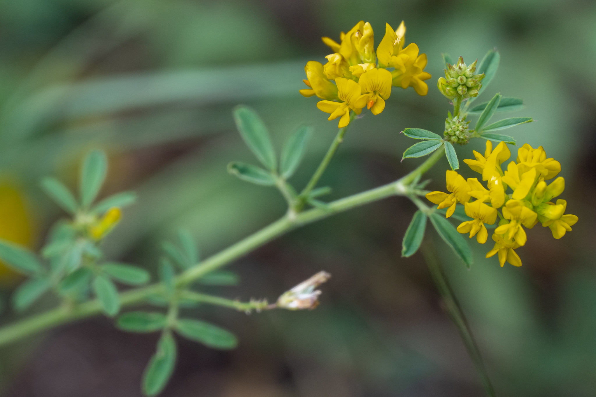 Introductory Course to the International Treaty on PGRFA