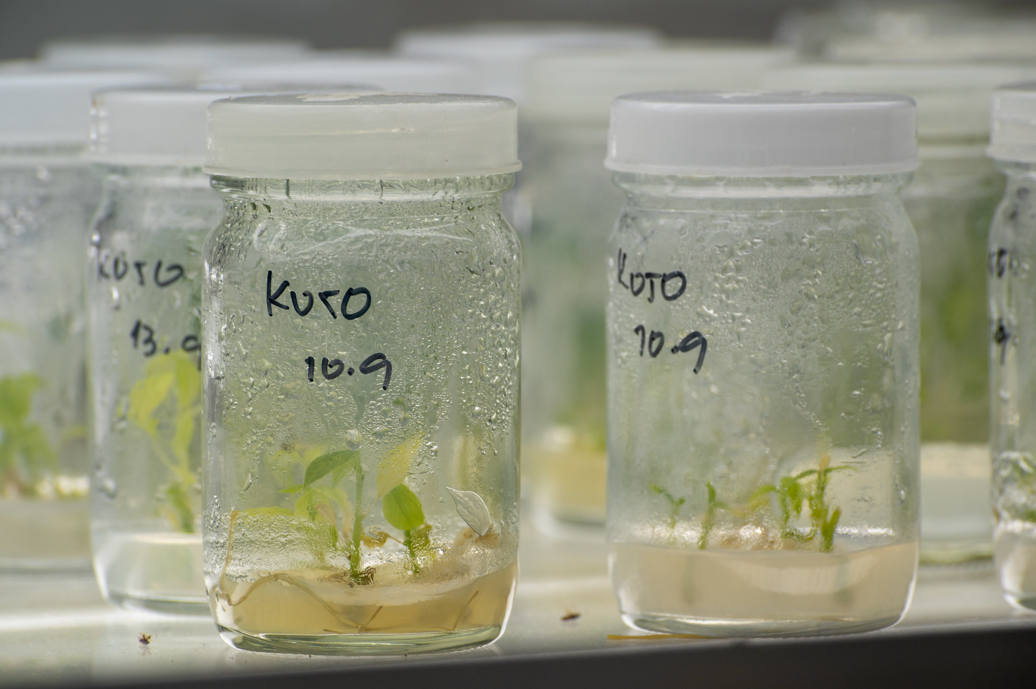 Introduction to Pre-breeding