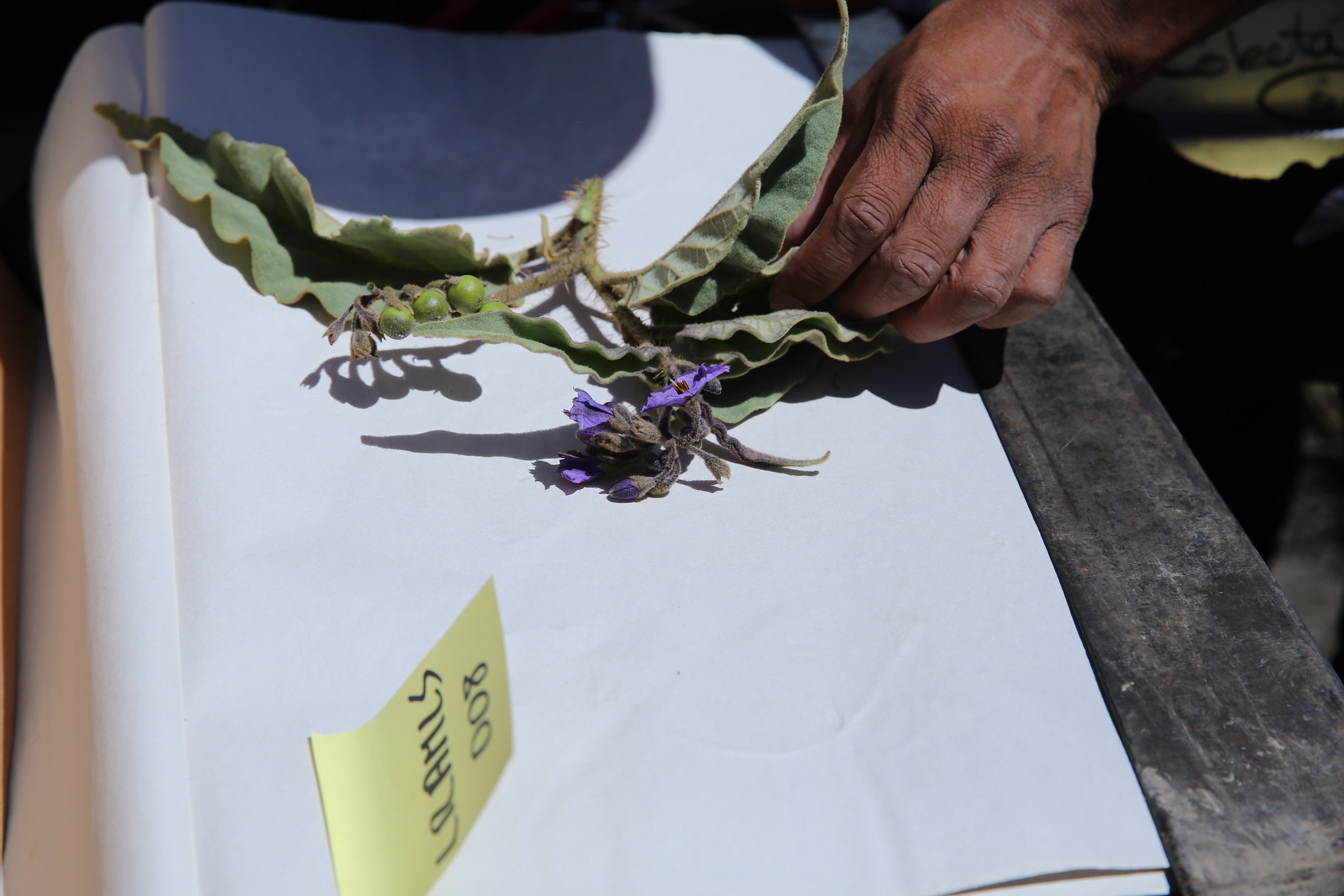 Pre-breeding: Creating and Managing Variation