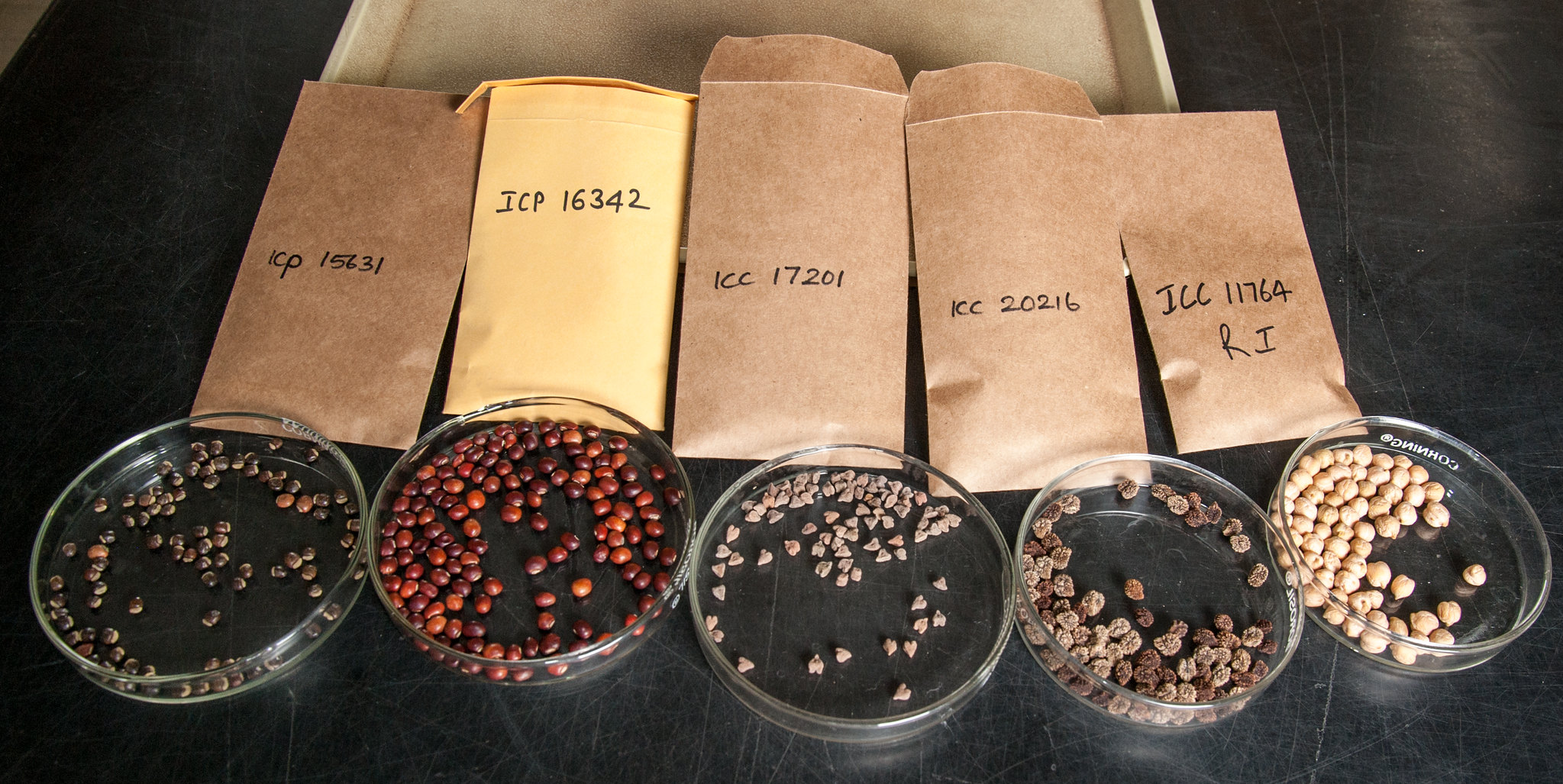 Pre-breeding: Distributing, Use and Regulatory Issues