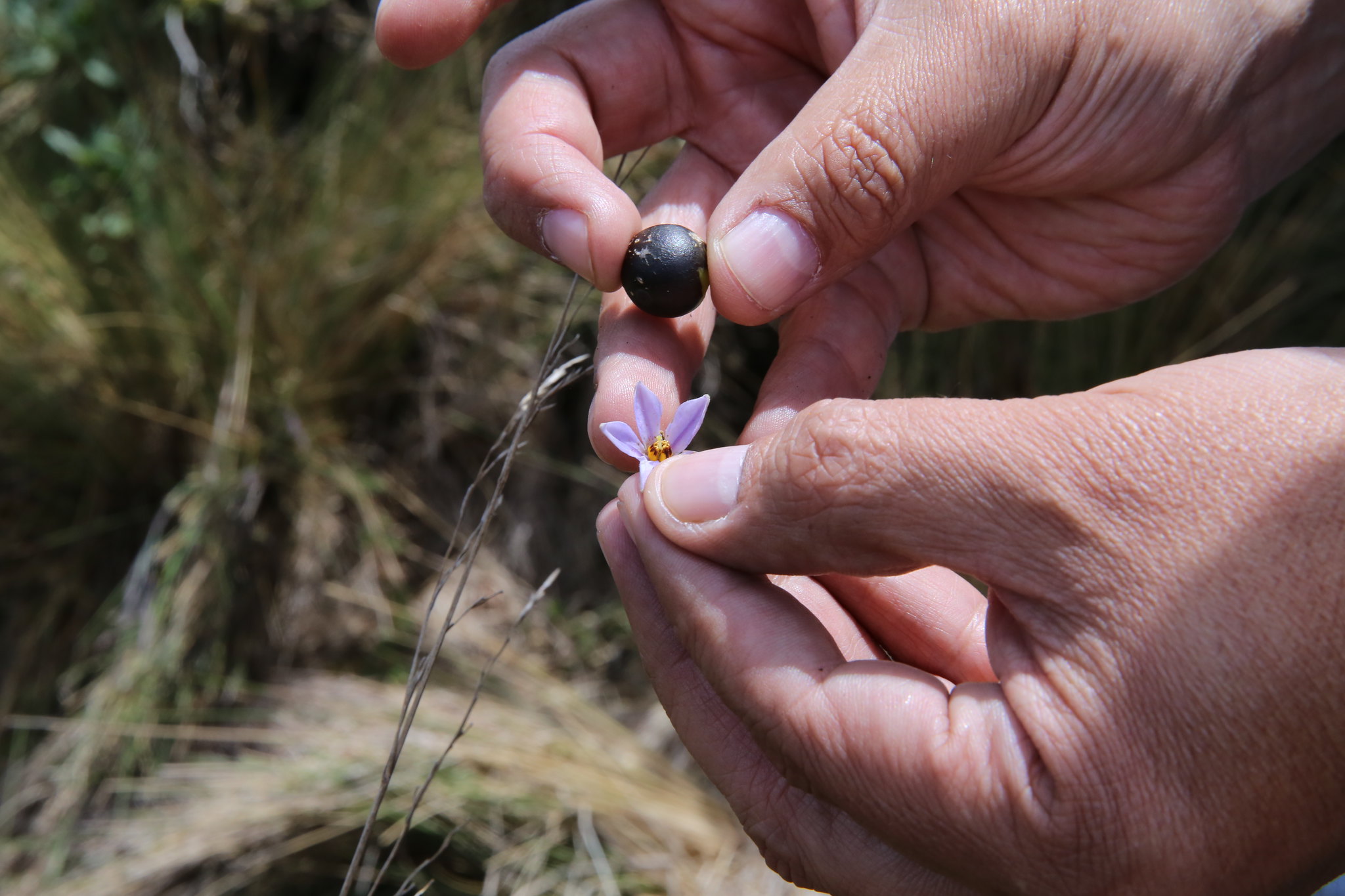 Pre-breeding Project Management