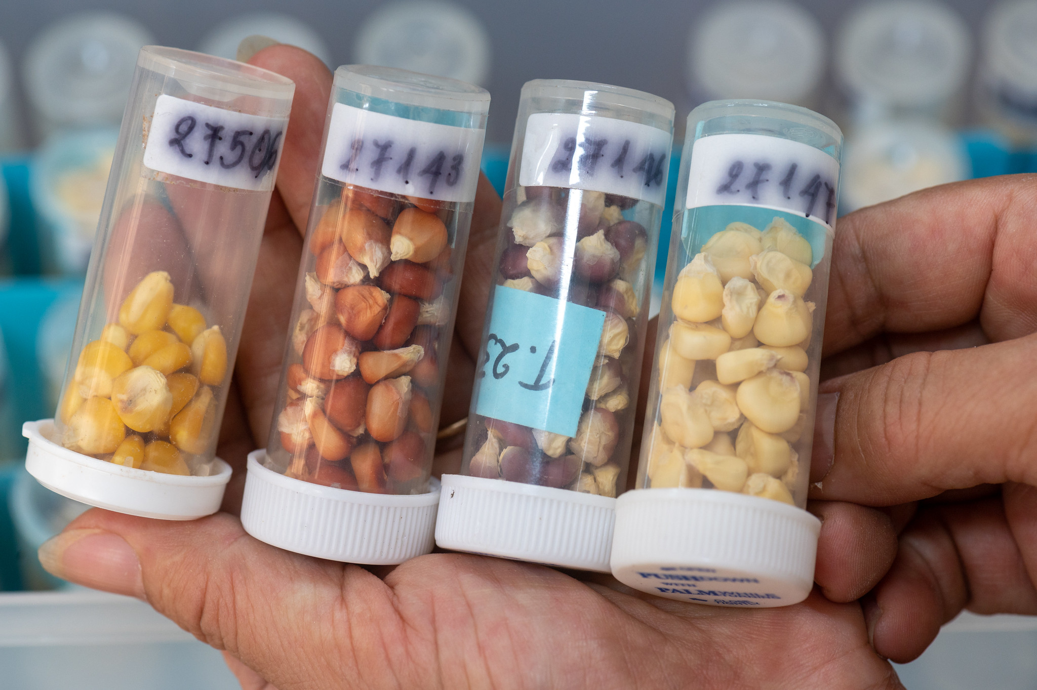 Seed Anatomy and Identification