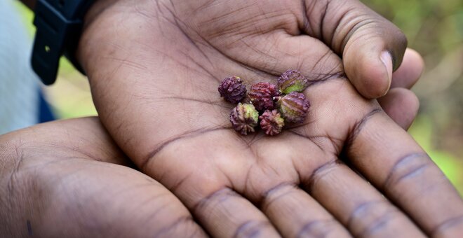Jute mallow seeds. Photo: Neil Palmer/WorldVeg