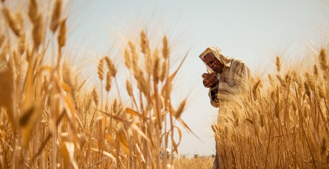 Bringing Durum Wheat Back to Morocco’s Drylands