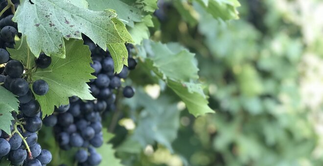 Wild Grapes Help Vineyards Face the Future