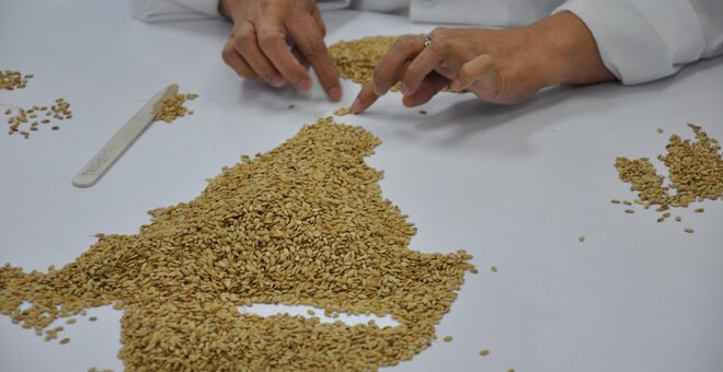 CSIS: AI and Global Food Security